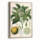 Botanical Art Prints – Vintage Botanical Illustration Art