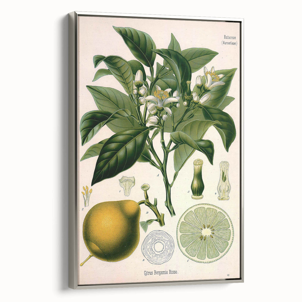 Botanical Art Prints – Vintage Botanical Illustration Art