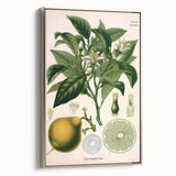 Botanical Art Prints – Vintage Botanical Illustration Art