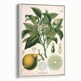 Botanical Art Prints – Vintage Botanical Illustration Art