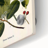 Botanical Art Prints – Vintage Botanical Illustration Art