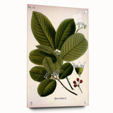 Botanical Art Prints – Vintage Botanical Illustration Art