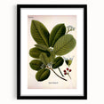 Botanical Art Prints – Vintage Botanical Illustration Art