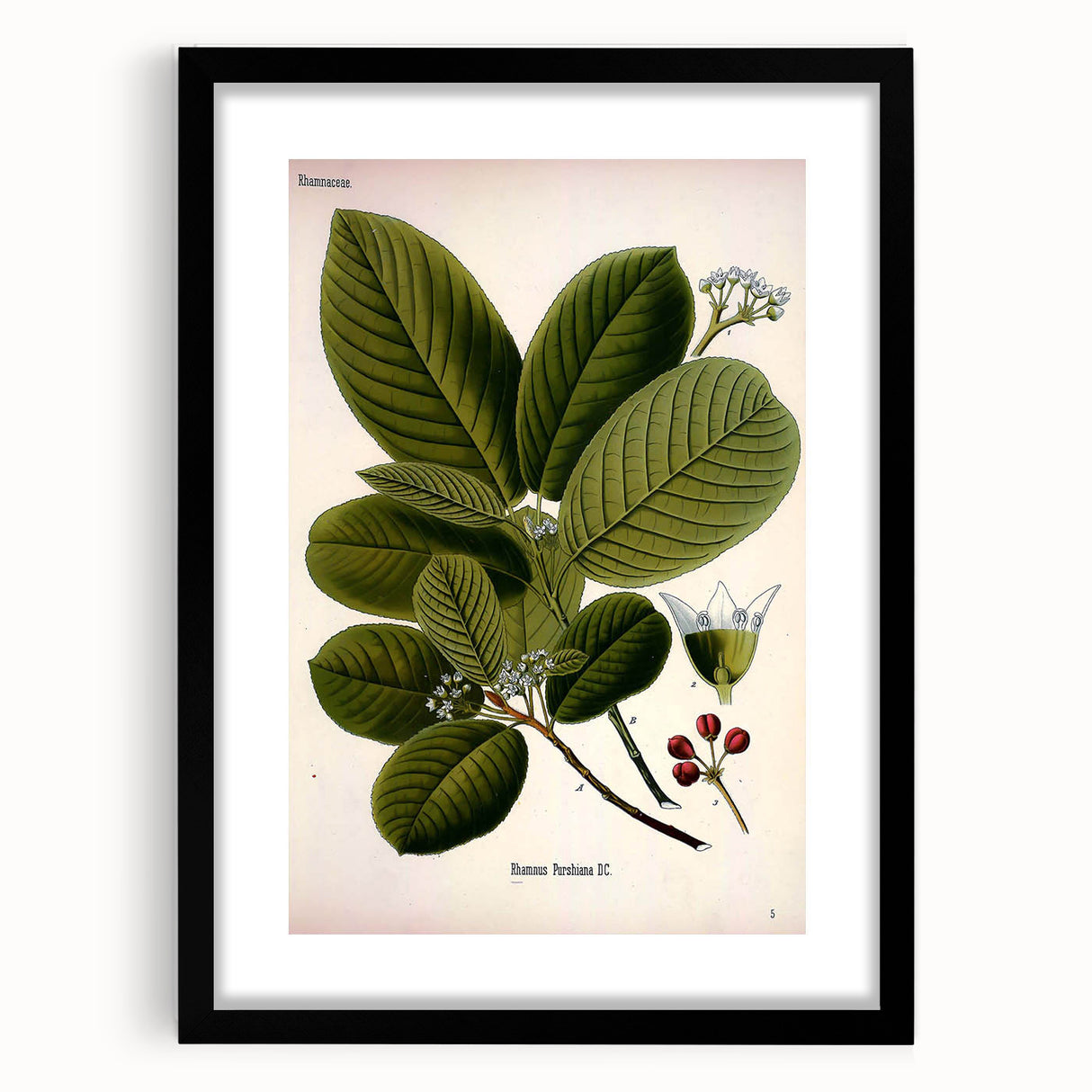 Botanical Art Prints – Vintage Botanical Illustration Art