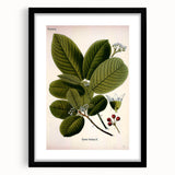 Botanical Art Prints – Vintage Botanical Illustration Art