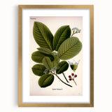 Botanical Art Prints – Vintage Botanical Illustration Art