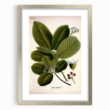 Botanical Art Prints – Vintage Botanical Illustration Art