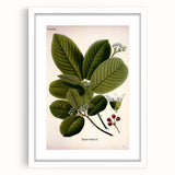 Botanical Art Prints – Vintage Botanical Illustration Art