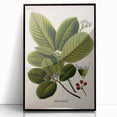 Botanical Art Prints – Vintage Botanical Illustration Art