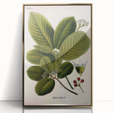 Botanical Art Prints – Vintage Botanical Illustration Art