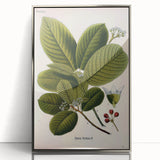 Botanical Art Prints – Vintage Botanical Illustration Art