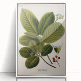 Botanical Art Prints – Vintage Botanical Illustration Art