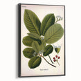 Botanical Art Prints – Vintage Botanical Illustration Art