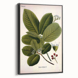 Botanical Art Prints – Vintage Botanical Illustration Art