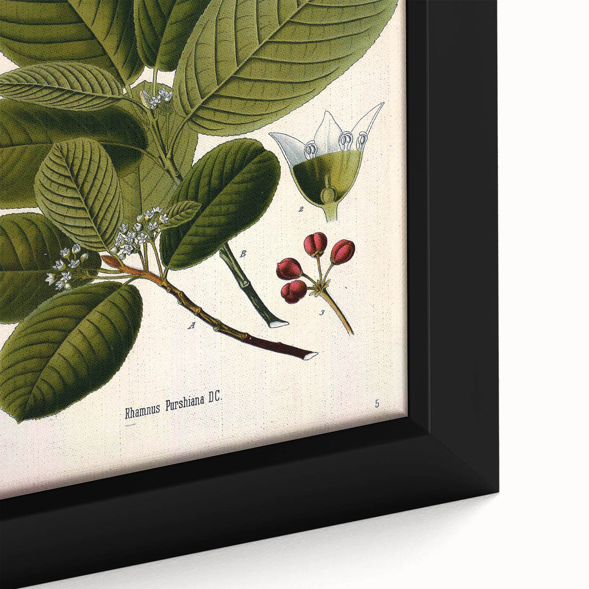 Botanical Art Prints – Vintage Botanical Illustration Art