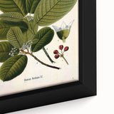 Botanical Art Prints – Vintage Botanical Illustration Art