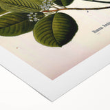 Botanical Art Prints – Vintage Botanical Illustration Art