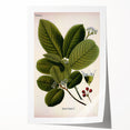 Botanical Art Prints – Vintage Botanical Illustration Art