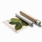 Botanical Art Prints – Vintage Botanical Illustration Art