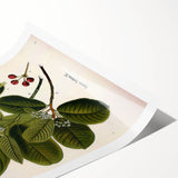 Botanical Art Prints – Vintage Botanical Illustration Art