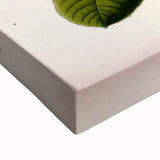 Botanical Art Prints – Vintage Botanical Illustration Art