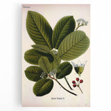 Botanical Art Prints – Vintage Botanical Illustration Art