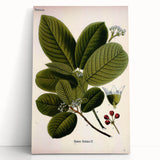Botanical Art Prints – Vintage Botanical Illustration Art