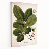 Botanical Art Prints – Vintage Botanical Illustration Art