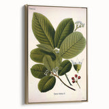 Botanical Art Prints – Vintage Botanical Illustration Art