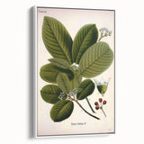 Botanical Art Prints – Vintage Botanical Illustration Art