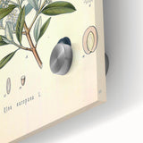 Vintage Botanical Illustration of Olive – Botanical Art Prints