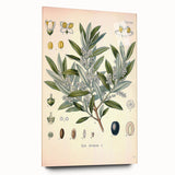 Vintage Botanical Illustration of Olive – Botanical Art Prints