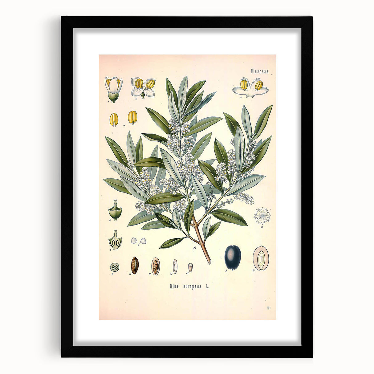 Vintage Botanical Illustration of Olive – Botanical Art Prints