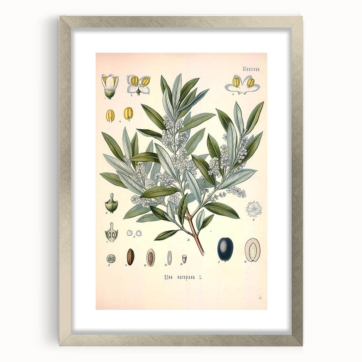 Vintage Botanical Illustration of Olive – Botanical Art Prints