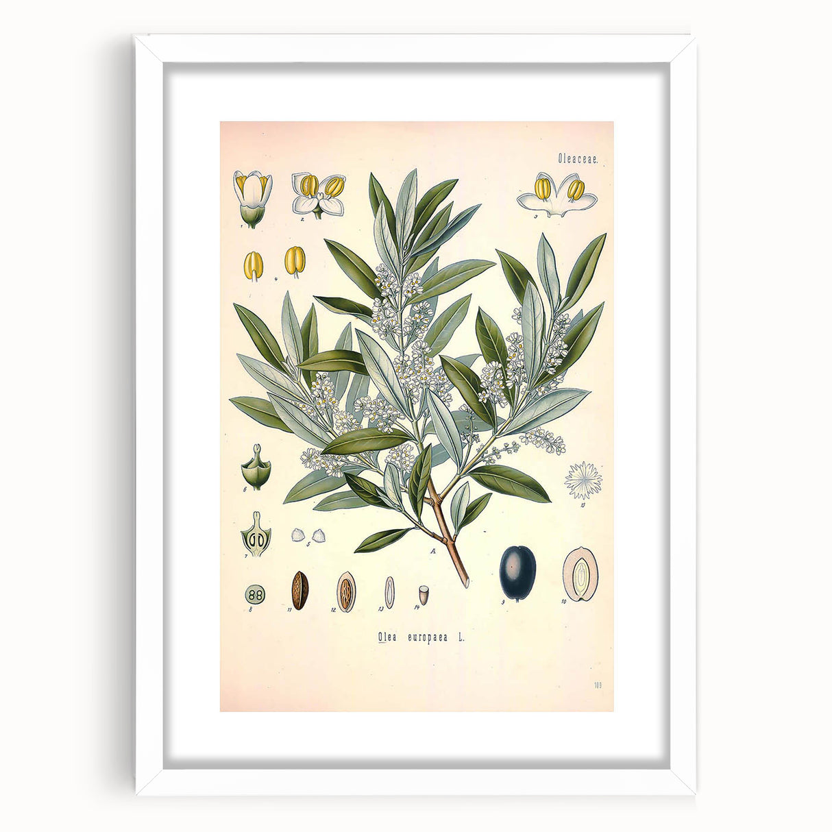 Vintage Botanical Illustration of Olive – Botanical Art Prints