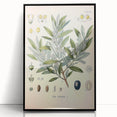 Vintage Botanical Illustration of Olive – Botanical Art Prints