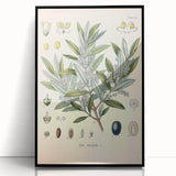 Vintage Botanical Illustration of Olive – Botanical Art Prints