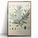 Vintage Botanical Illustration of Olive – Botanical Art Prints