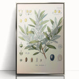 Vintage Botanical Illustration of Olive – Botanical Art Prints