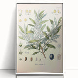 Vintage Botanical Illustration of Olive – Botanical Art Prints