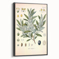 Vintage Botanical Illustration of Olive – Botanical Art Prints