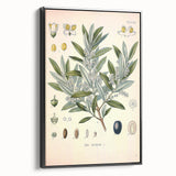 Vintage Botanical Illustration of Olive – Botanical Art Prints