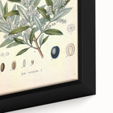 Vintage Botanical Illustration of Olive – Botanical Art Prints