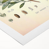 Vintage Botanical Illustration of Olive – Botanical Art Prints