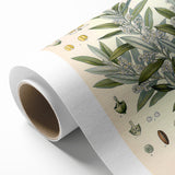 Vintage Botanical Illustration of Olive – Botanical Art Prints