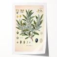 Vintage Botanical Illustration of Olive – Botanical Art Prints