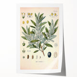 Vintage Botanical Illustration of Olive – Botanical Art Prints