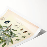 Vintage Botanical Illustration of Olive – Botanical Art Prints