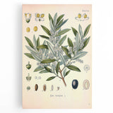Vintage Botanical Illustration of Olive – Botanical Art Prints