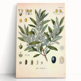 Vintage Botanical Illustration of Olive – Botanical Art Prints